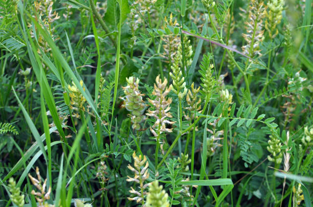 istock In nature, astragalus cicer grows among herbs 1769372334