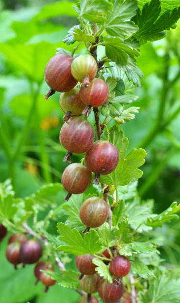 istock Branch of gooseberries with berries 1769373462