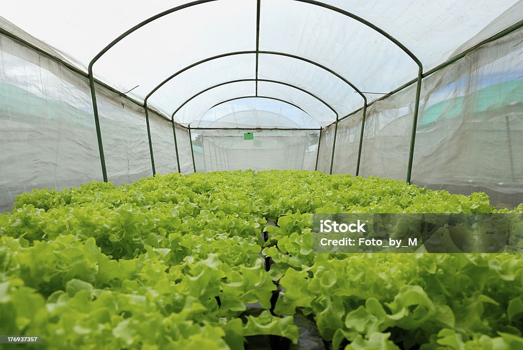 Hydroponic verduras en cubiertas de compensación - Foto de stock de Agricultura libre de derechos