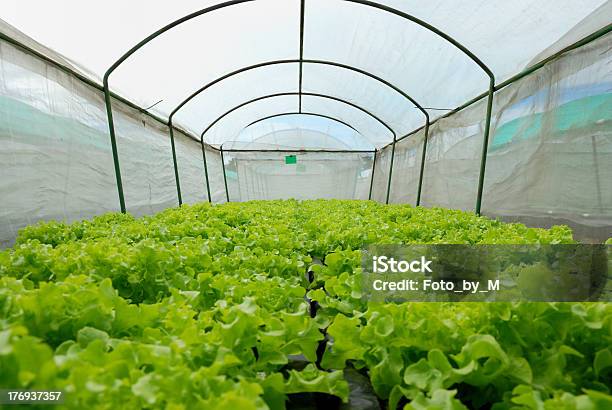 순 덮힘 Hydroponic 야채면 In 0명에 대한 스톡 사진 및 기타 이미지 - 0명, 건강관리와 의술, 건강한 식생활