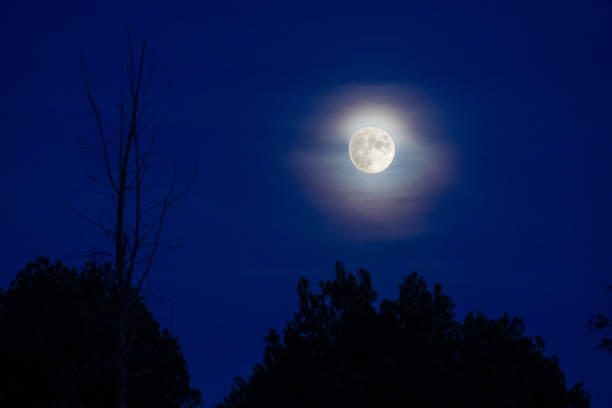 istock Blue night sky with full bright moon in the clouds over silhouette of trees 1769381699