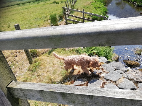 Puppy walking by the river