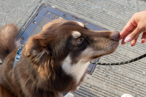 istock Puppy wanting treats 1769388695