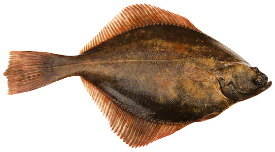 Flatfish caught from sea isolated
