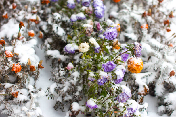 the first snowfall on autumn flowers. Plants covered with snow