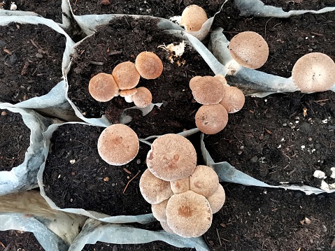 production of mushrooms, top view