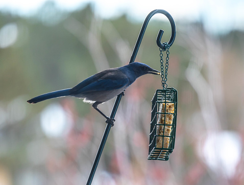 Blue Scrub Jay eating from a bird feeder
