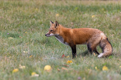 Male red fox in autumn