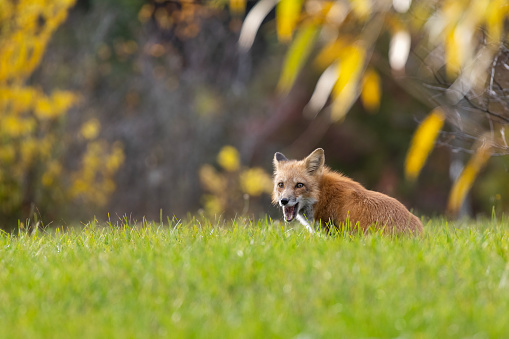 Male red fox in autumn