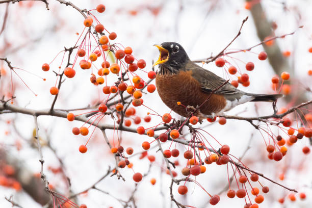 american robin feeding - american robin ストックフォトと画像