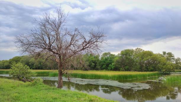 istock Dead tree next to the swamp while another plants life in good condition 1769442603