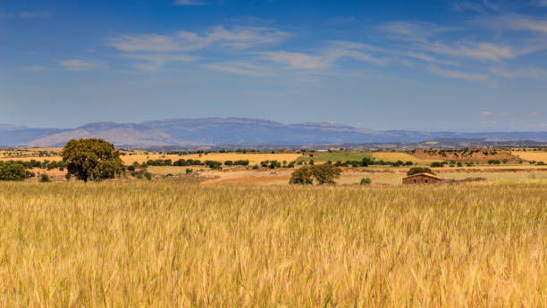 Golden wheat field