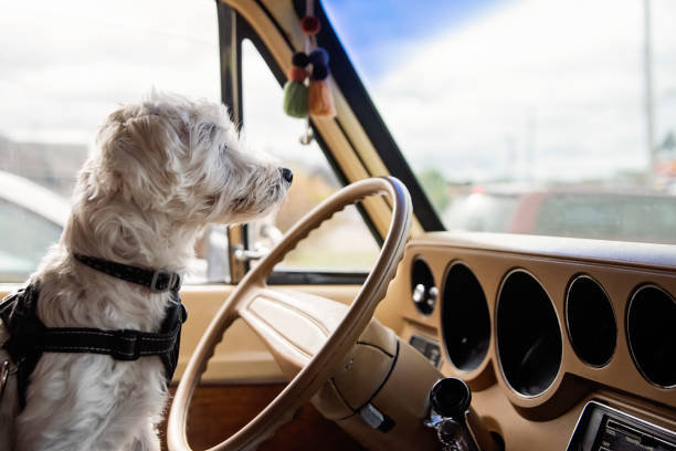 istock Westie dog in vintage camper van on highway. 1769448922