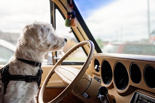 Westie dog in vintage camper van on highway. No people visible. Horizontal waist up indoors shot with copy space. This is part of a series and was taken in Quebec, Canada.