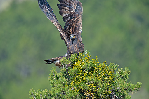 Golden Eagle (Aquila chrysaetos) preparing to fly over a pine tree.