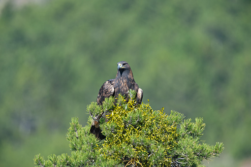 Golden Eagle (Aquila chrysaetos) standing on a pine tree.