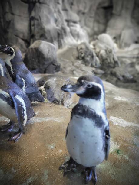 istock Penguins in the zoo 1769459425