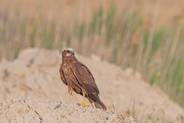 istock Western Marsh Harrier (Circus aeruginosus) standing on soil in a wetland. 1769463877