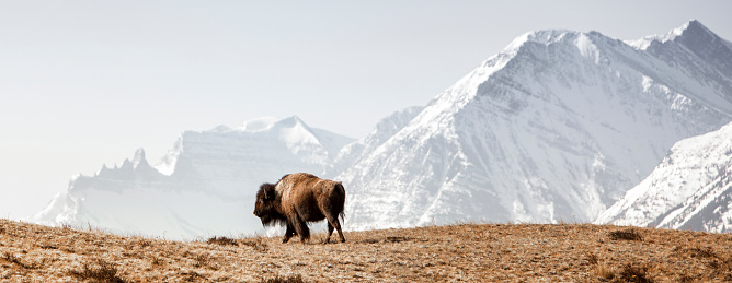 Buffalo (American Bison) camina a lo largo de la ladera cubierta de hierba photo