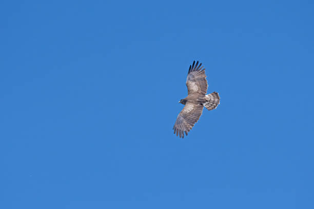 istock Short-toed Snake Eagle (Circaetus gallicus) flying in the sky. 1769466604