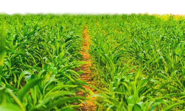 path way trough unripe corn field stock photo