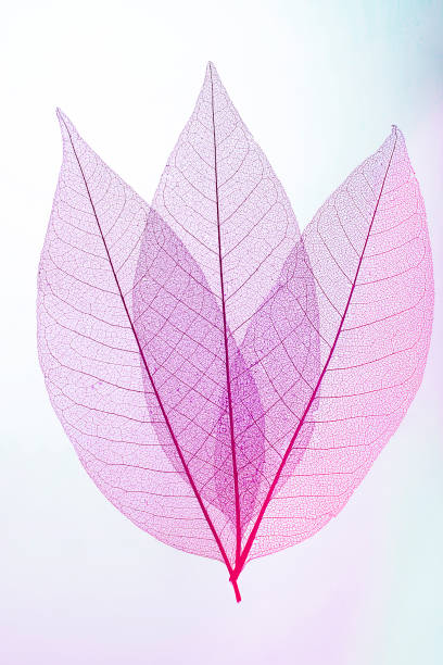 Macro leaves. Colorful leaves background. Texture of leaf veins.