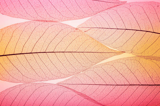 istock Macro leaves. Colorful leaves background. Leaf texture 1769479524