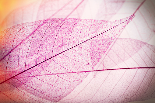 Macro leaves. Colorful leaves background. Texture of leaf veins.
