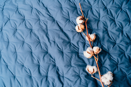 A cotton plant branch lies on the bed with a navy blue counterpane. Cotton flower on fabric bedspread cover surface. Top view. Space for text. Selective focus