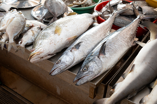 This image takes you inside Margao Fish Market in Goa, a bustling hub known for its wide array of fresh seafood. The market is a sensory experience, filled with the sounds of vendors calling out their day's catch and the aroma of fresh fish filling the air. From popular options like kingfish and mackerel to more exotic varieties, the stalls are a treasure trove for seafood enthusiasts. Colourful displays of fish, crustaceans, and mollusks are neatly arranged on ice or in shallow pans, capturing the attention of both locals and tourists alike. The photograph aims to offer a slice of daily life in Goa, highlighting the market's role as a key place for community gathering and trade.