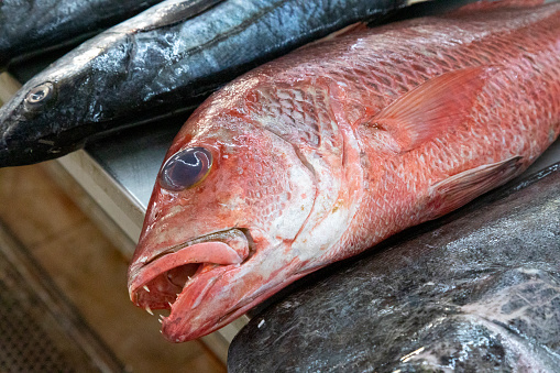 This image takes you inside Margao Fish Market in Goa, a bustling hub known for its wide array of fresh seafood. The market is a sensory experience, filled with the sounds of vendors calling out their day's catch and the aroma of fresh fish filling the air. From popular options like kingfish and mackerel to more exotic varieties, the stalls are a treasure trove for seafood enthusiasts. Colourful displays of fish, crustaceans, and mollusks are neatly arranged on ice or in shallow pans, capturing the attention of both locals and tourists alike. The photograph aims to offer a slice of daily life in Goa, highlighting the market's role as a key place for community gathering and trade.