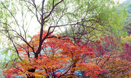 Japanese maple leaves in early autumn