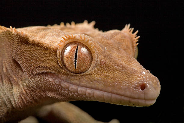 istock Close up image of Gecko 176950890