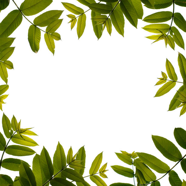 istock Spring green leaves border on white background. 176951000