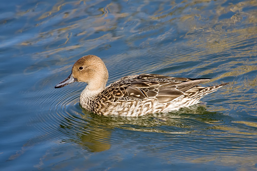 A Female Northern Pintail swimming in a pool