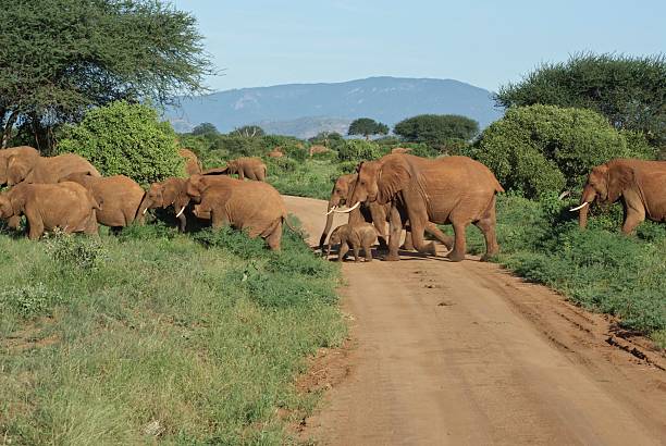 istock Elephants crossing a track in Tsavo 176951073