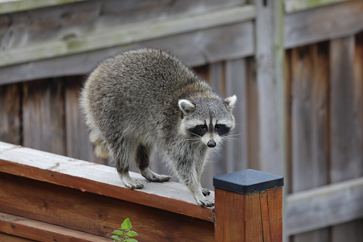 Cute North-American raccoon walking on the fence in the backyard of a residential house in a daylight. Canadian nature and wildlife. Regular guest in Canadian backyards. Raccoons in Canada. Beautiful and furry Ontario wildlife. Autumn in Vaughan, Ontario, Canada. Cutest raccoon in a backyard searching for food in a daytime, looking a bit confused
