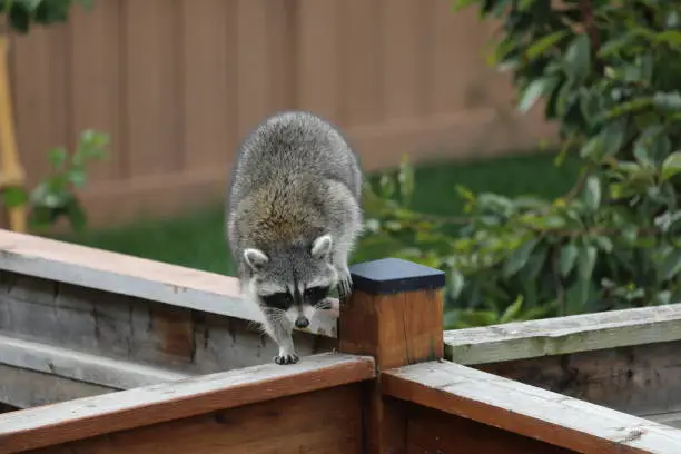 Cute North-American raccoon walking on the fence in the backyard of a residential house in a daylight. Canadian nature and wildlife. Regular guest in Canadian backyards. Raccoons in Canada. Beautiful and furry Ontario wildlife. Autumn in Vaughan, Ontario, Canada. Cutest raccoon in a backyard searching for food in a daytime, looking a bit confused