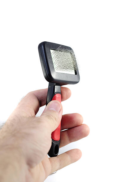 istock Animal brush, on white background 176951515