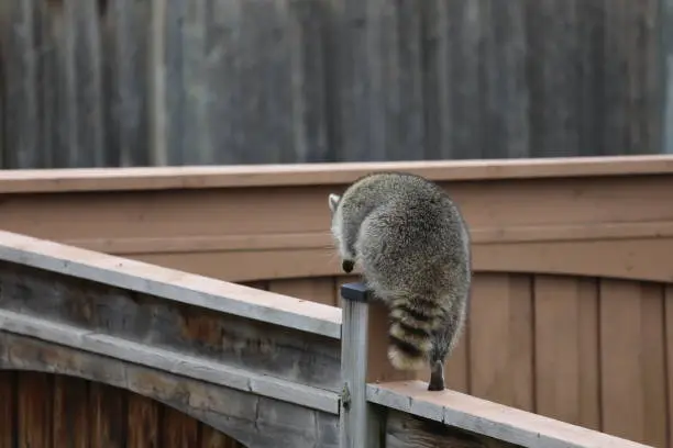 Cute North-American raccoon walking on the fence in the backyard of a residential house in a daylight. Canadian nature and wildlife. Regular guest in Canadian backyards. Raccoons in Canada. Beautiful and furry Ontario wildlife. Autumn in Vaughan, Ontario, Canada. Cutest raccoon in a backyard searching for food in a daytime, looking a bit confused