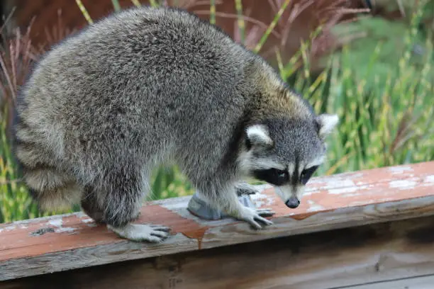 Cute North-American raccoon walking on the fence in the backyard of a residential house in a daylight. Canadian nature and wildlife. Regular guest in Canadian backyards. Raccoons in Canada. Beautiful and furry Ontario wildlife. Autumn in Vaughan, Ontario, Canada. Cutest raccoon in a backyard searching for food in a daytime, looking a bit confused