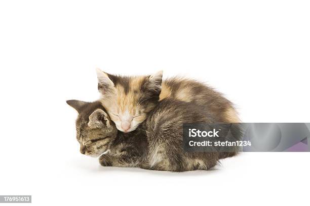 Kittens Stock Photo - Download Image Now - Animal, Animal Whisker, Cut Out