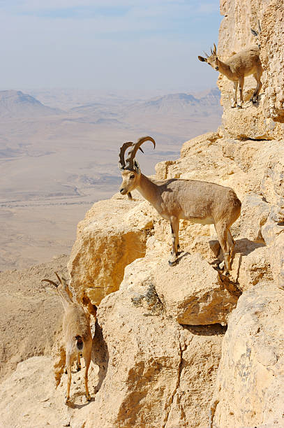 istock Mountain goats in the Makhtesh Ramon 176951622