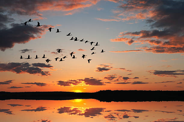 istock Canadian Geese at Sunrise 176951715