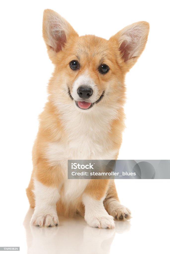 A portrait of a young corgi puppy five-month puppy in studio on white background. Welsh Corgi Pembroke dog   Pembroke Welsh Corgi Stock Photo