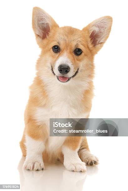 A Portrait Of A Young Corgi Puppy Stock Photo - Download Image Now - Pembroke Welsh Corgi, Pembrokeshire, Puppy