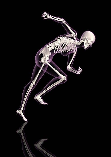 istock Medical female skeleton in running pose 176951841