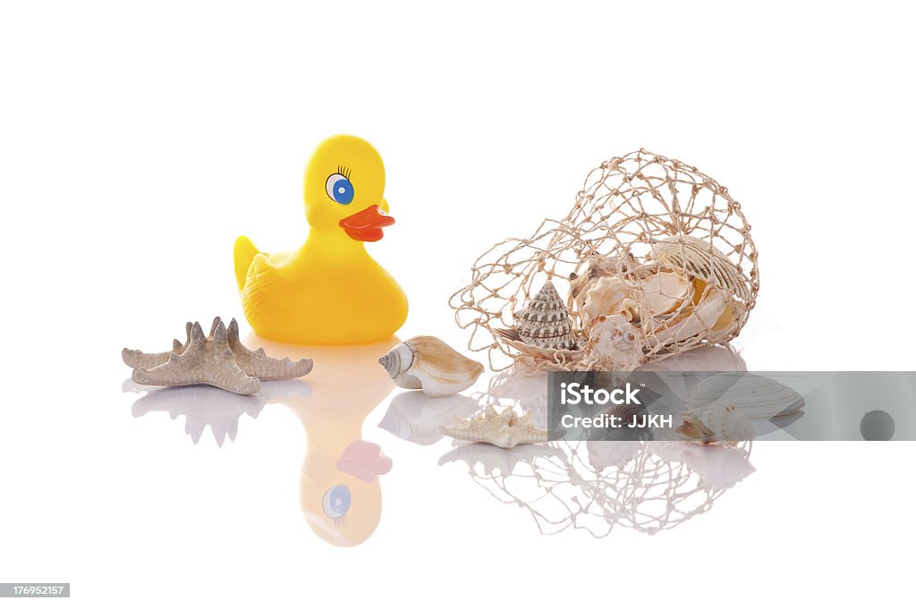 Pato baño con seashells y una estrella de mar - Foto de stock de Almeja - Animal libre de derechos