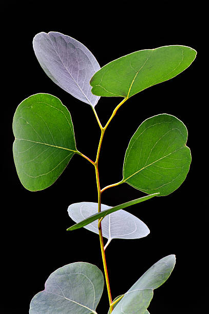 istock Branch of eucalyptus leafs 176952315