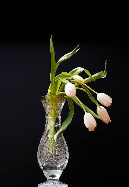 istock white tulip in water glass on black background 176952437